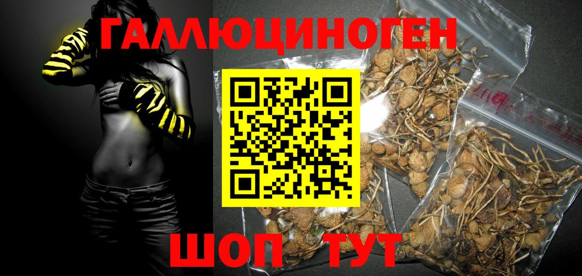 купить наркоту  Галлюциногенные грибы Psilocybine cubensis  Вход с VPN  Галлюциногенные грибы Psilocybe  Сургут 